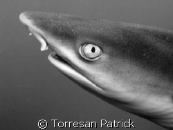 The shark by Torresan Patrick 
